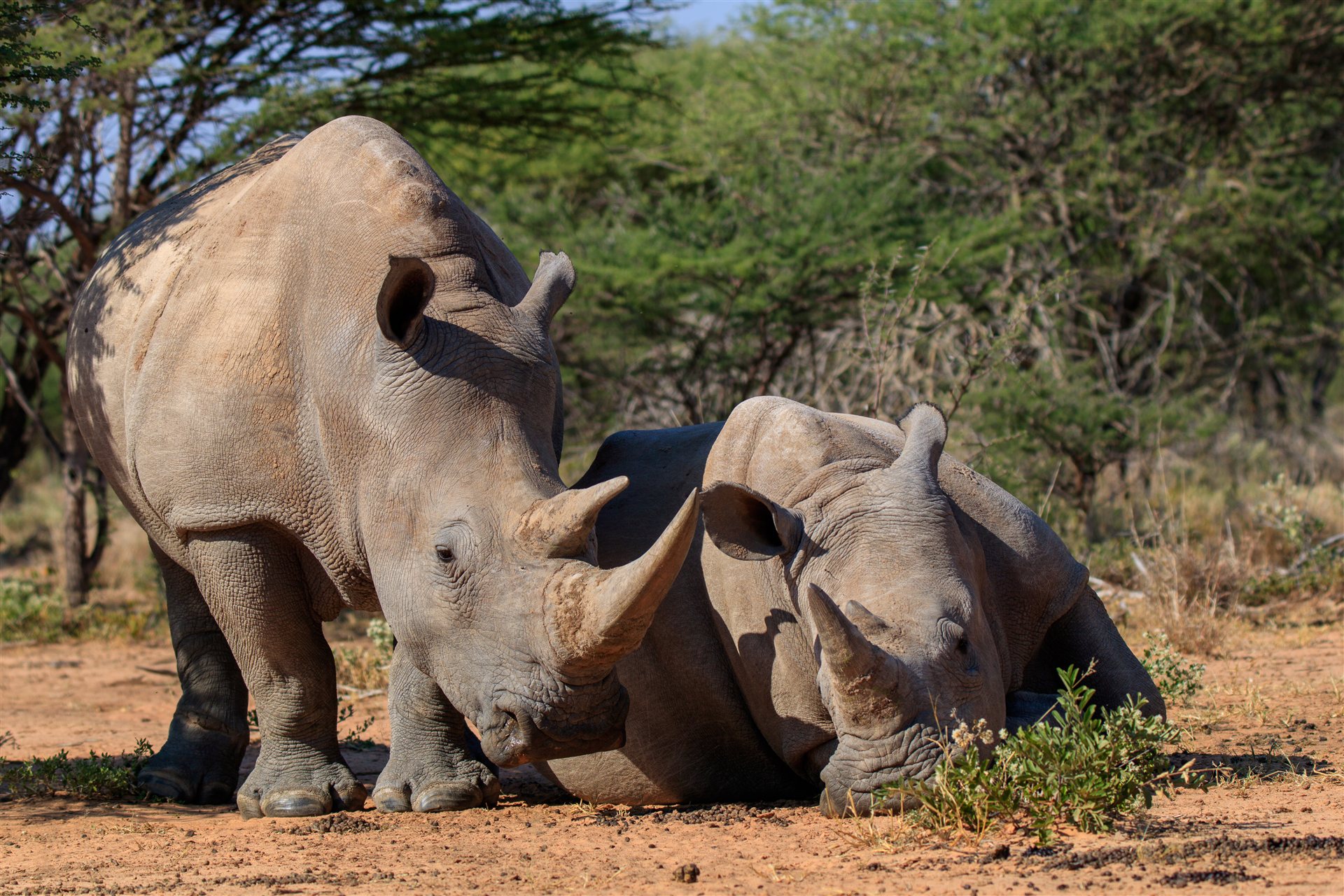 Namibia – Savanne